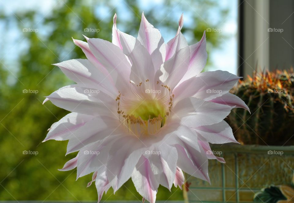 cactus flower beautiful blooming on a window house plant