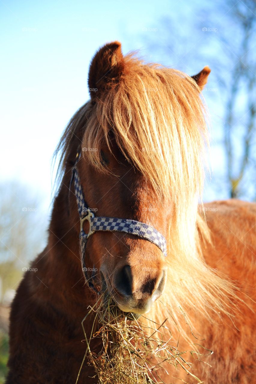 Pony. Cute pony eating food