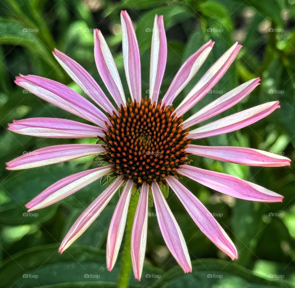 Echinacea flower