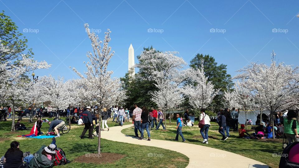 Cherry Blossom