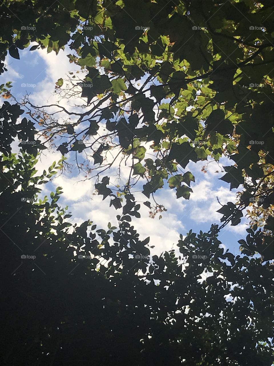 The cloud-covered sky peeks through the leaves.