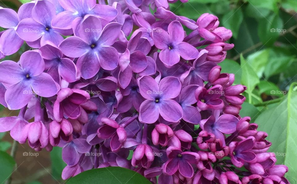 Lilacs