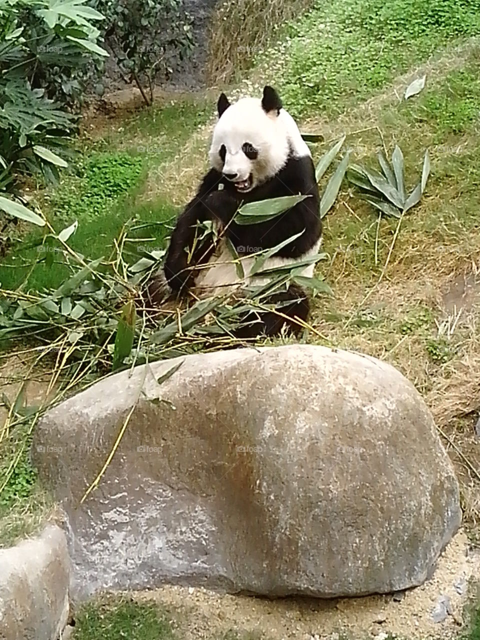 Macau Panda