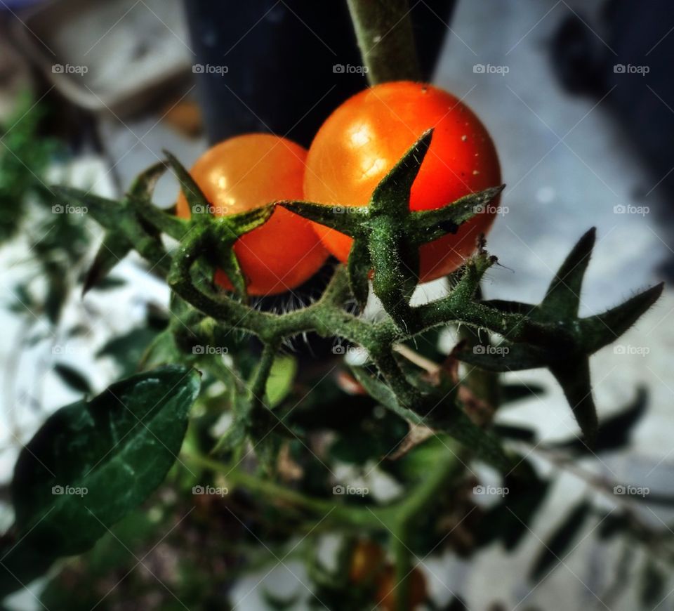 Organically grown tomatoes