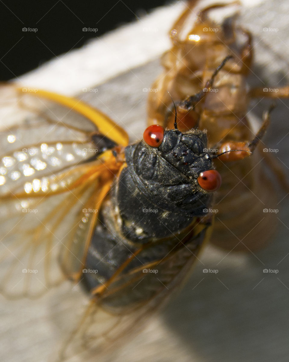 Adult seventeen year cicada 