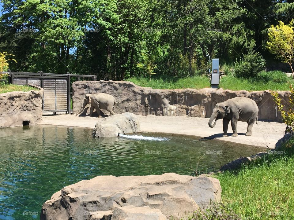 Oregon zoo elephants 🐘
