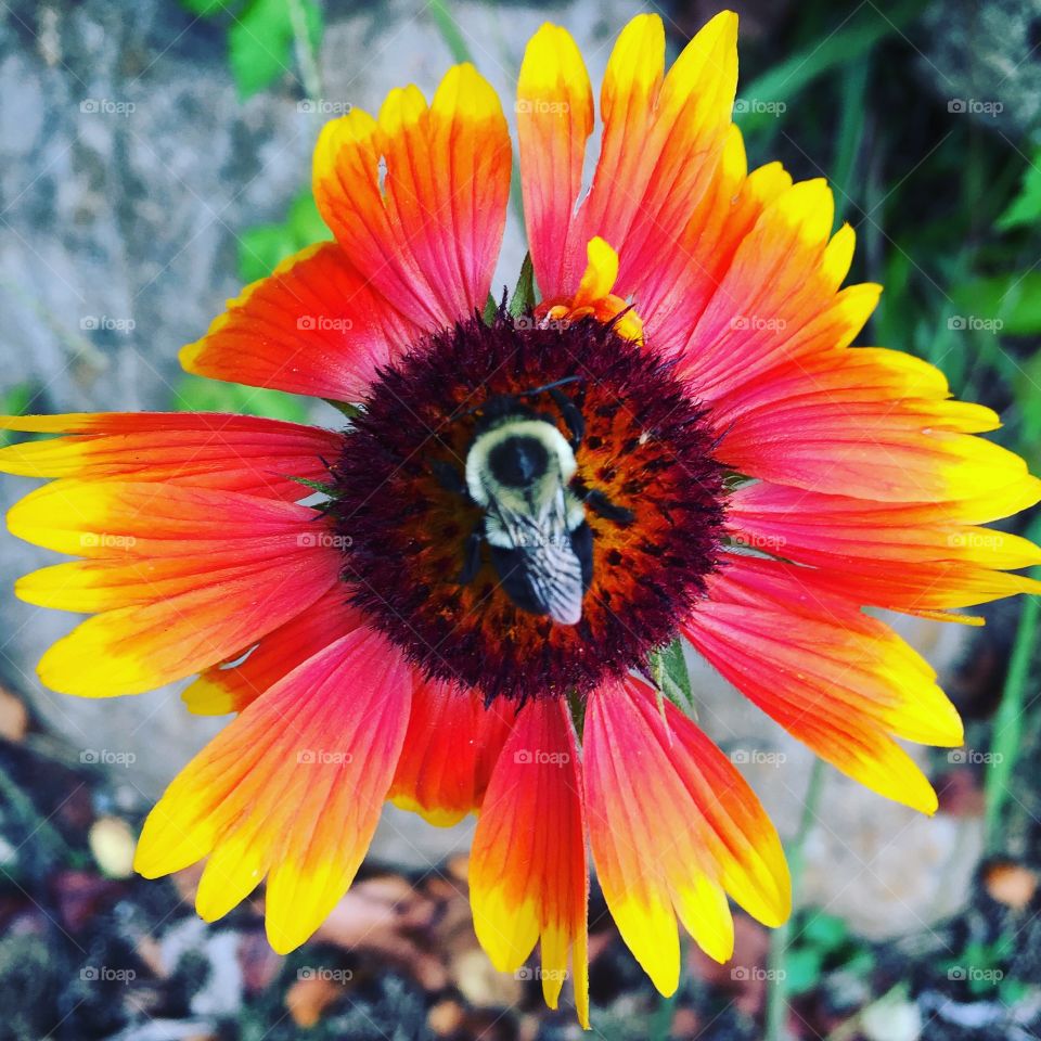 Bee on flower