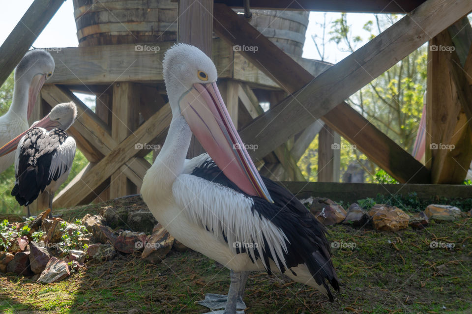 Pelican in front off a structure