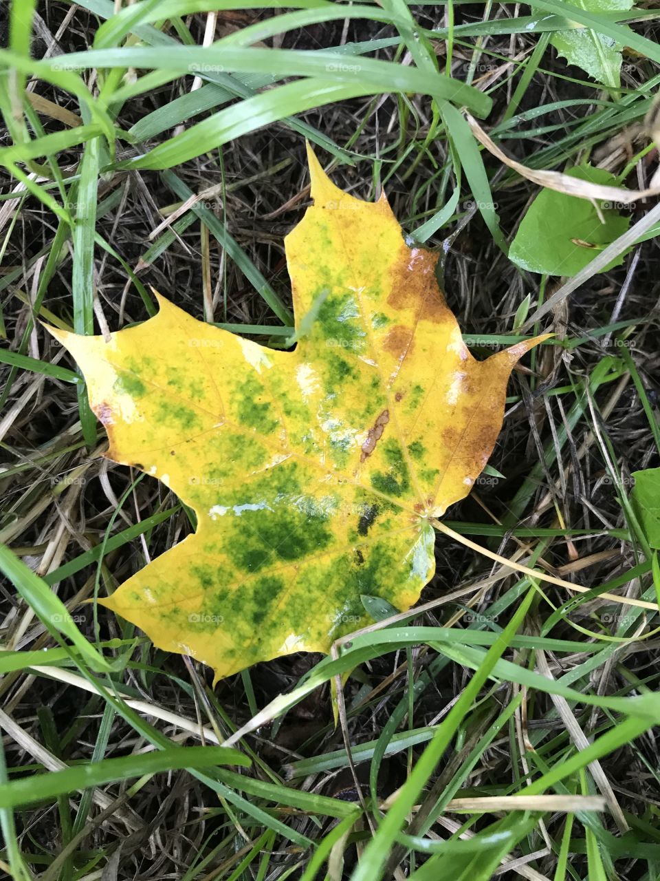 Beautiful yellow and green fallen leaf
