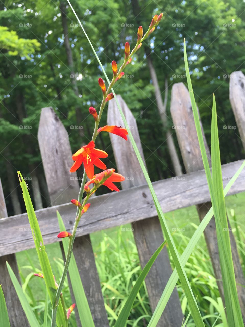 Bright orange flower with fence