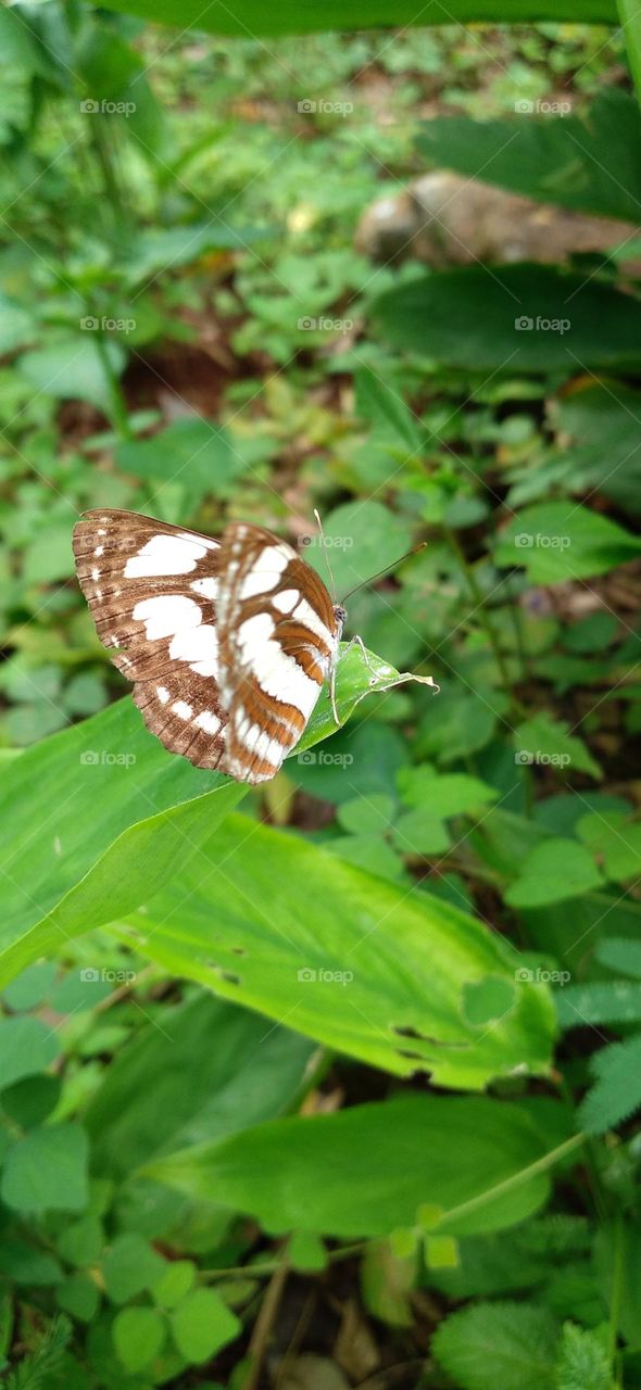 This type of butterfly has a dark brown wing base color with a row of spots that line up to form a ribbon.