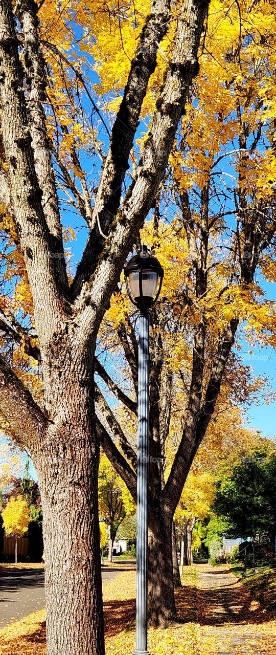 charming black street lamp in front of tall yellow orange trees in a suburban Oregon neighborhood on an Autumn afternoon