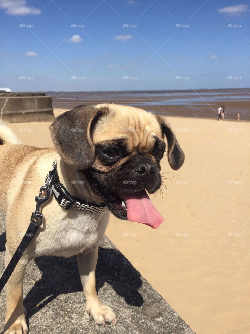 Pug at the Seaside