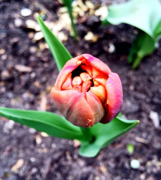 Tulip