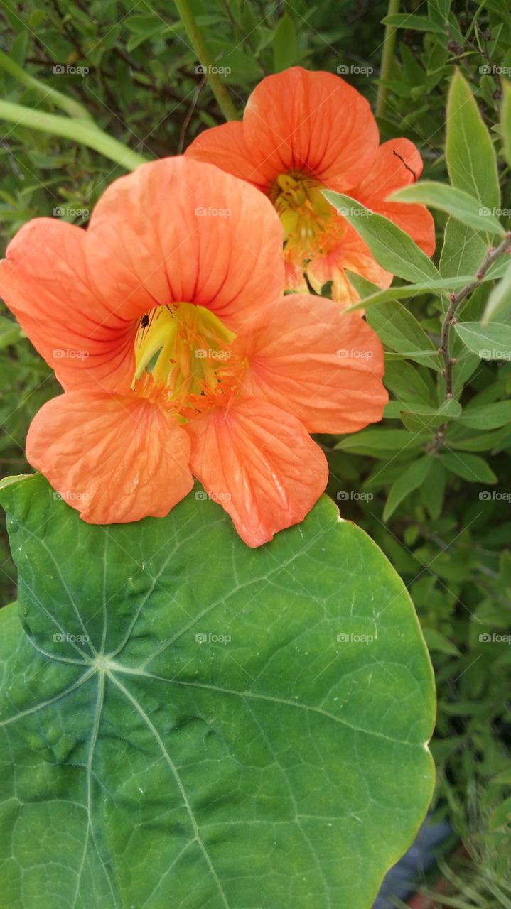 nasturtium