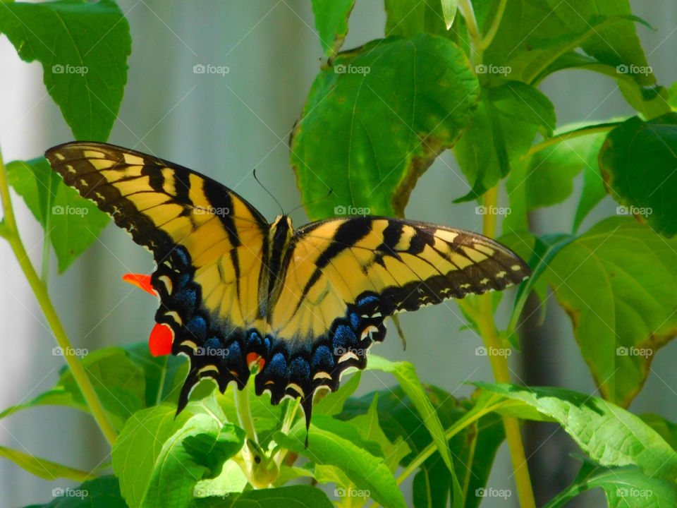 Eastern Tiger Swallowtail Butterfly: Here they get nectar from the brilliant Mexican Sunflower in my butterfly garden!