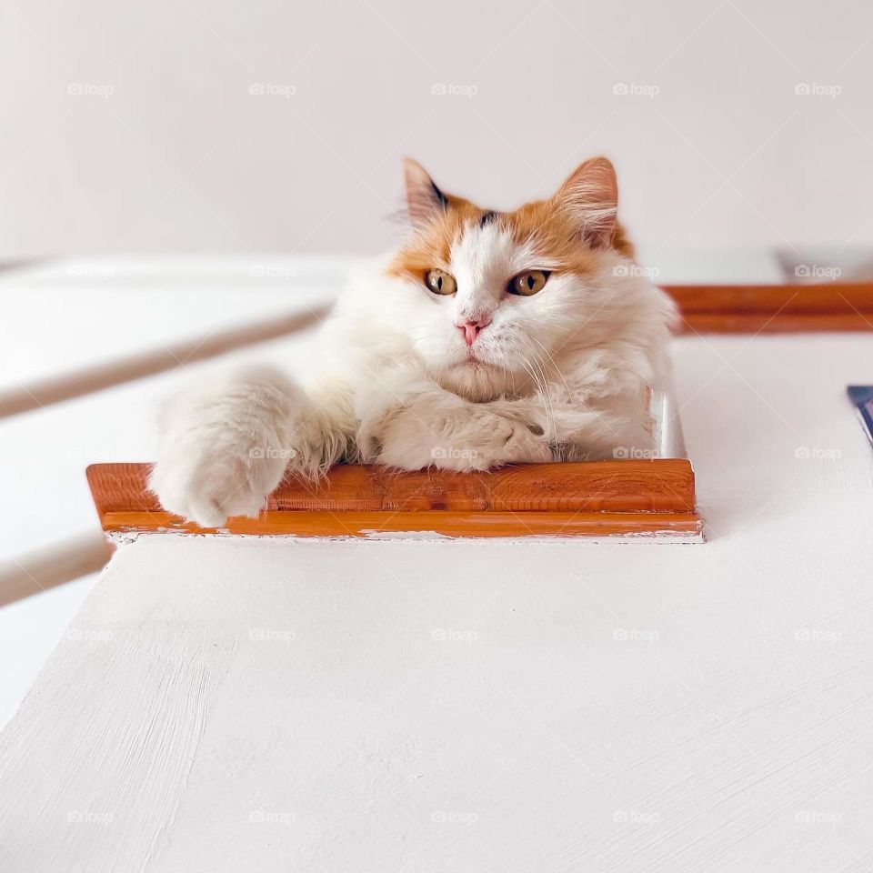 Cat in the stairs 