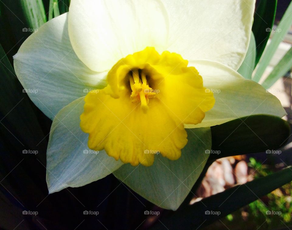 Beautiful yellow daffodil 