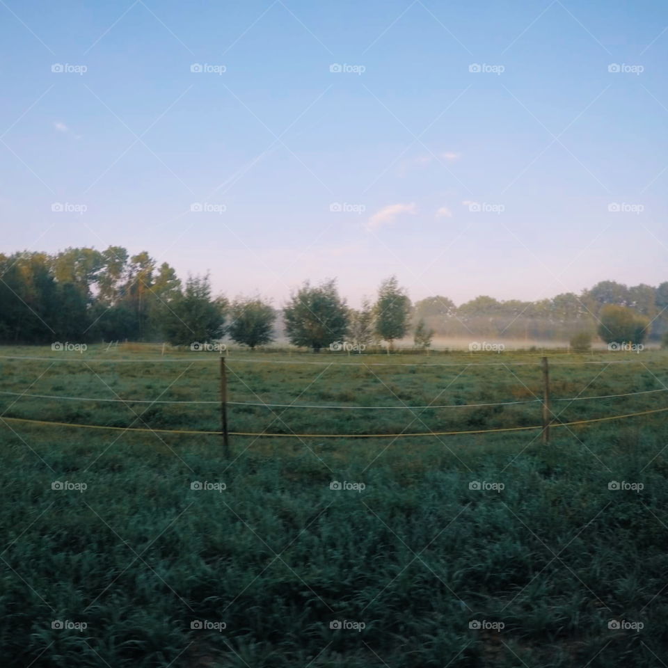 Nature. Morning. Summerday. What else do you need? Green grass, trees and some mist in rural area.