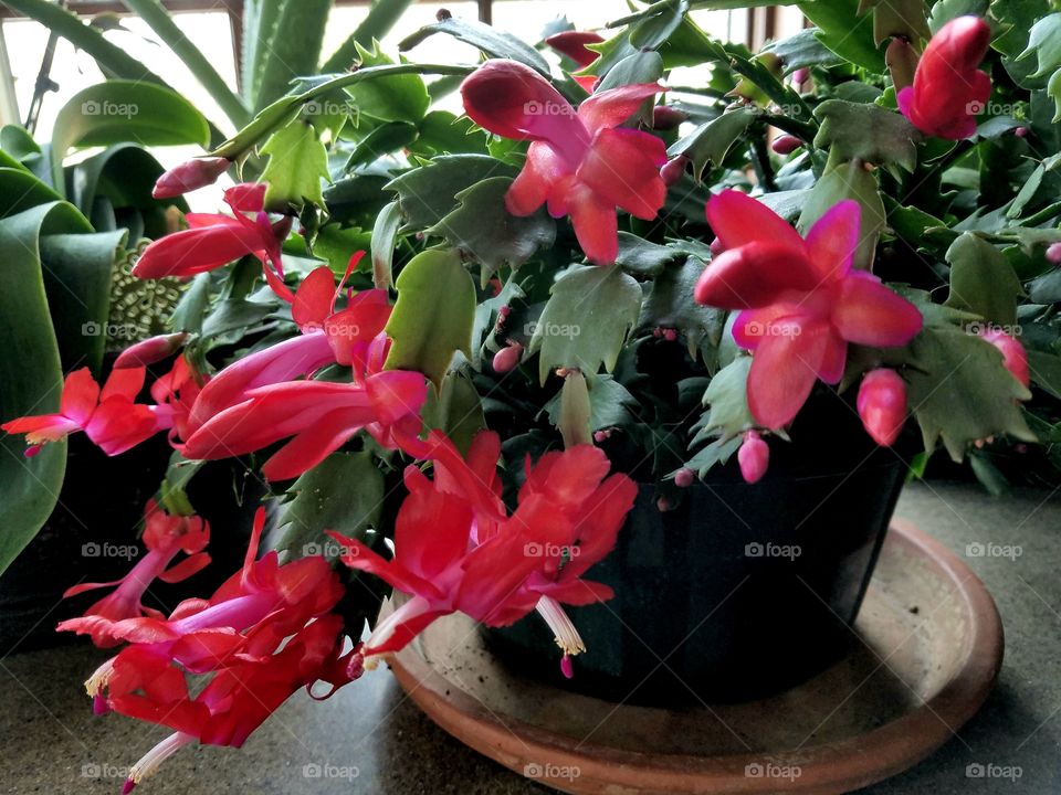 christmas cactus.