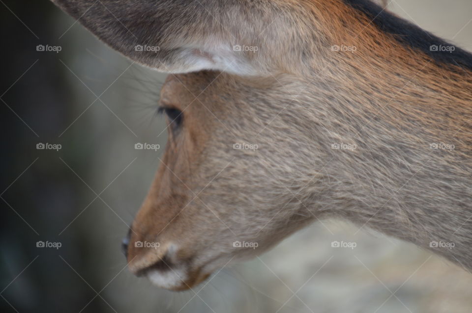 Japanese Deer