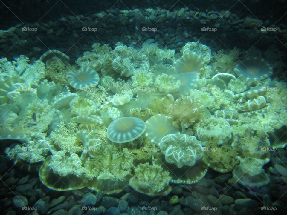 Jellyfish Polyps