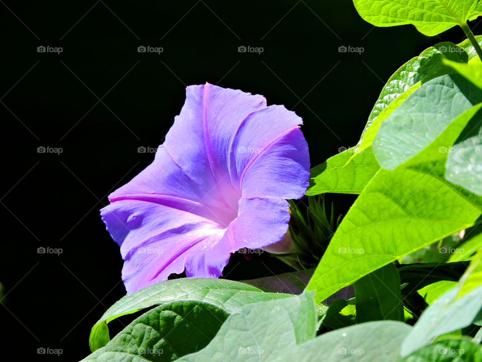 Purple flower