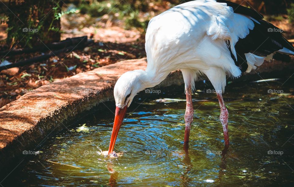 Close-up of a bird catching fish