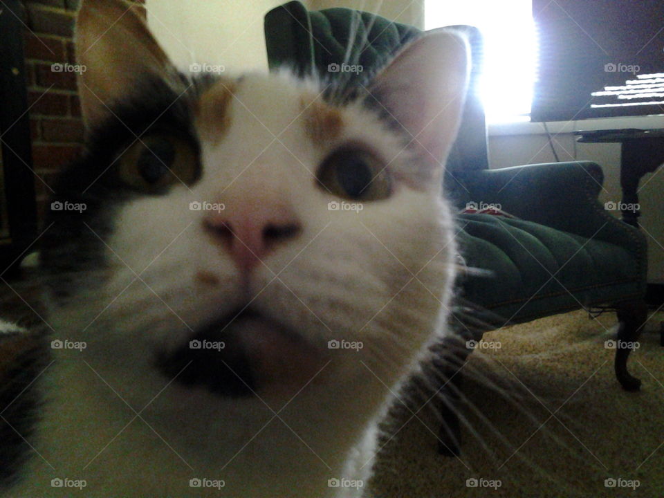 Cat's first selfie