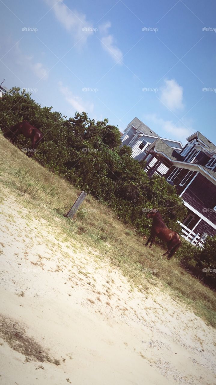 Wild horses roaming the beaches of the outer banks 