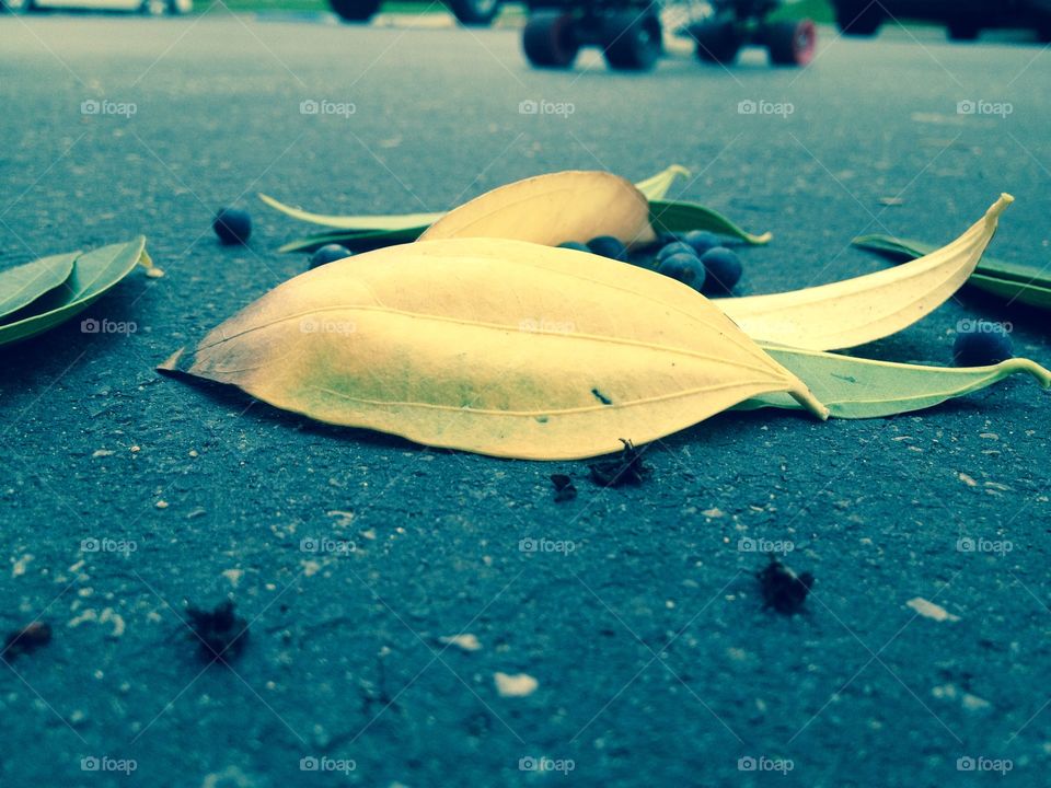 Leafs in the street . This is just a simple cover photo of some leafs and berries in the middle of the street with some background 