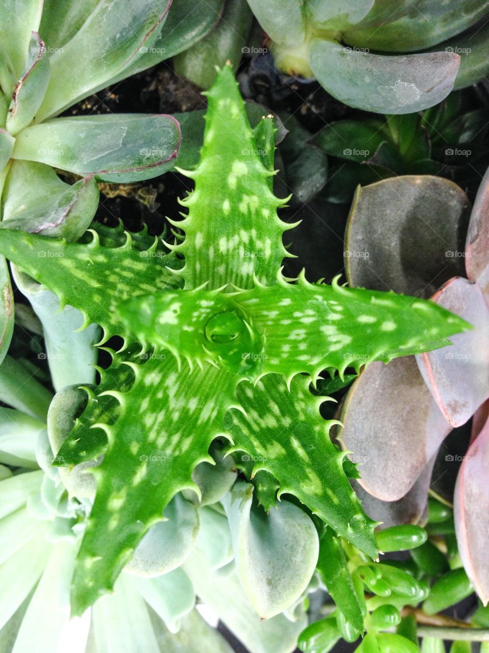 Succulent sharp edged plant or aloe vera plant