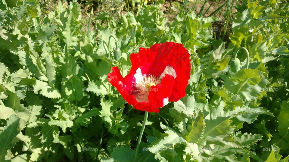 poppy flower