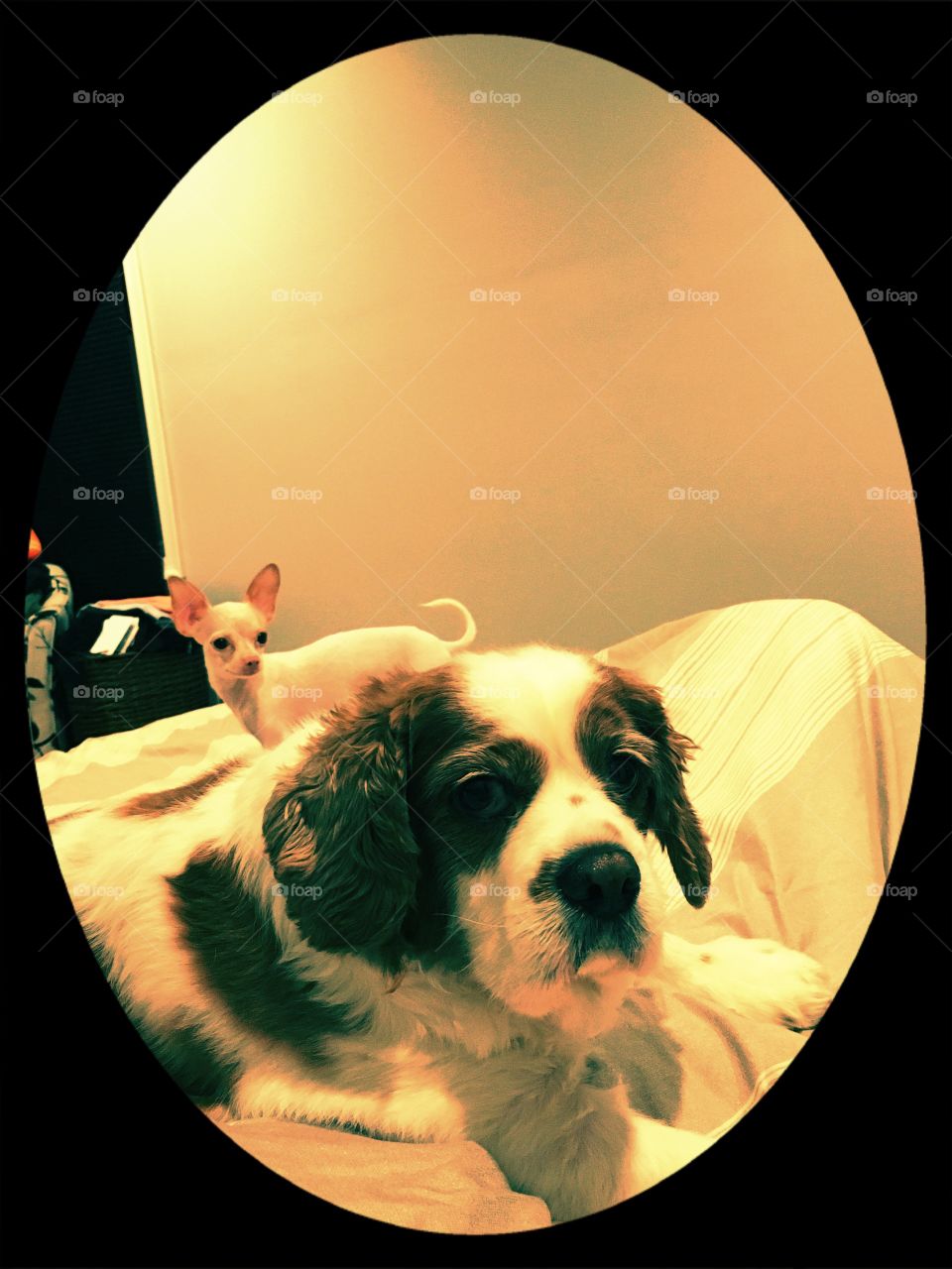 Peanut Butter and Jelly getting ready for bed...