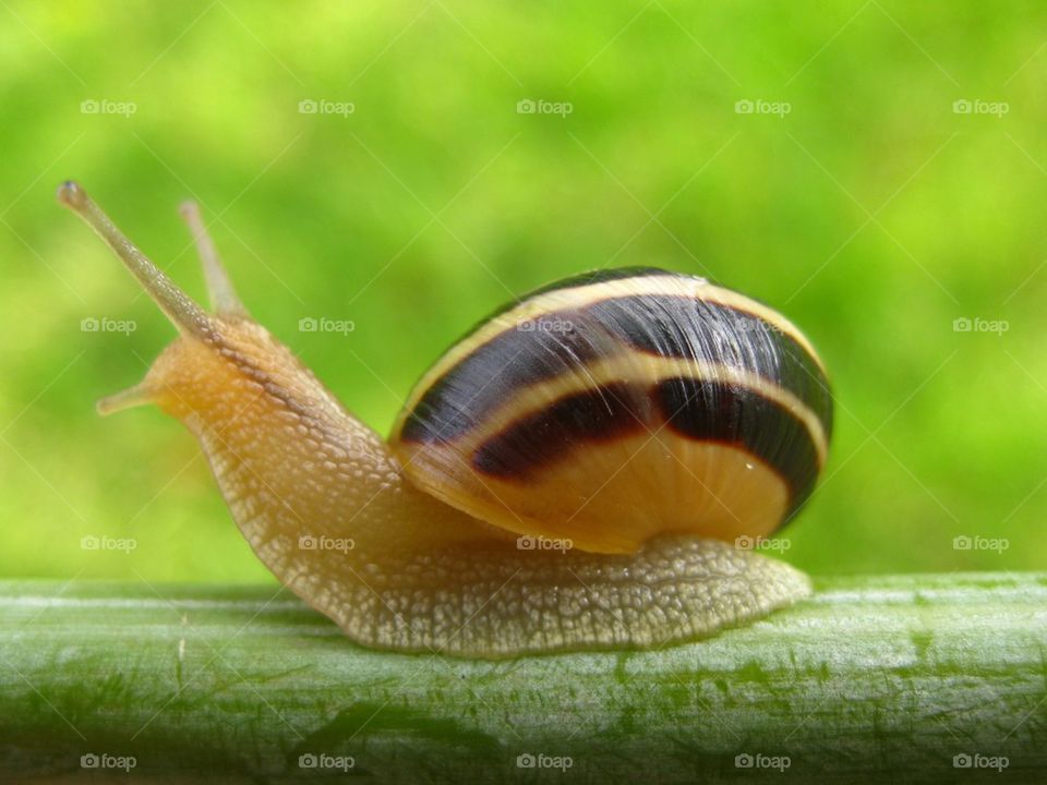 Close-up of snail