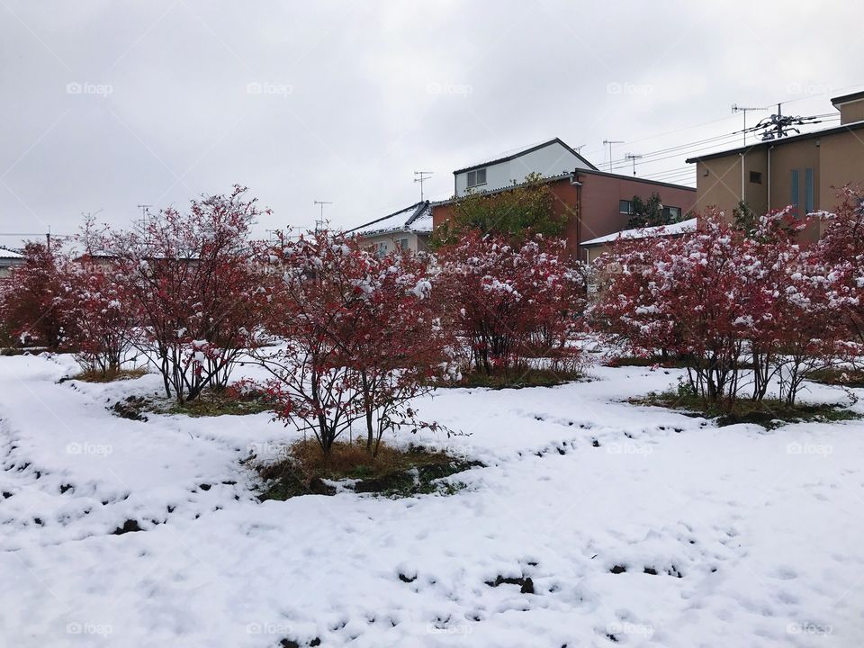 Red trees in winter