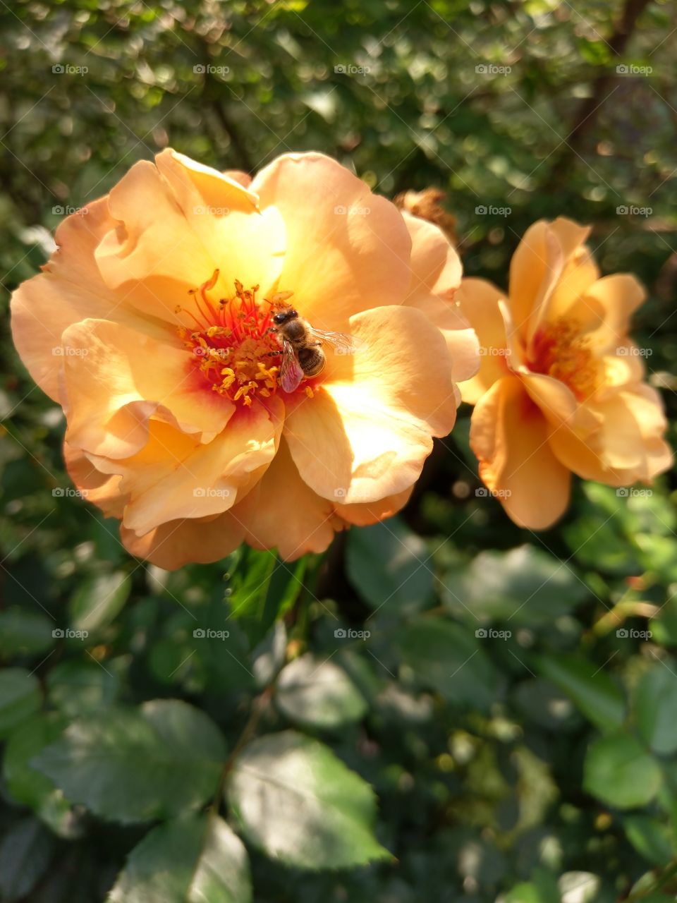 Flower with Bee