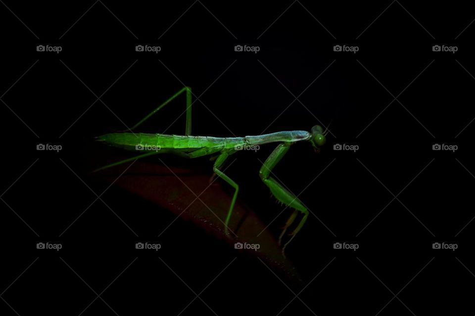 green insect