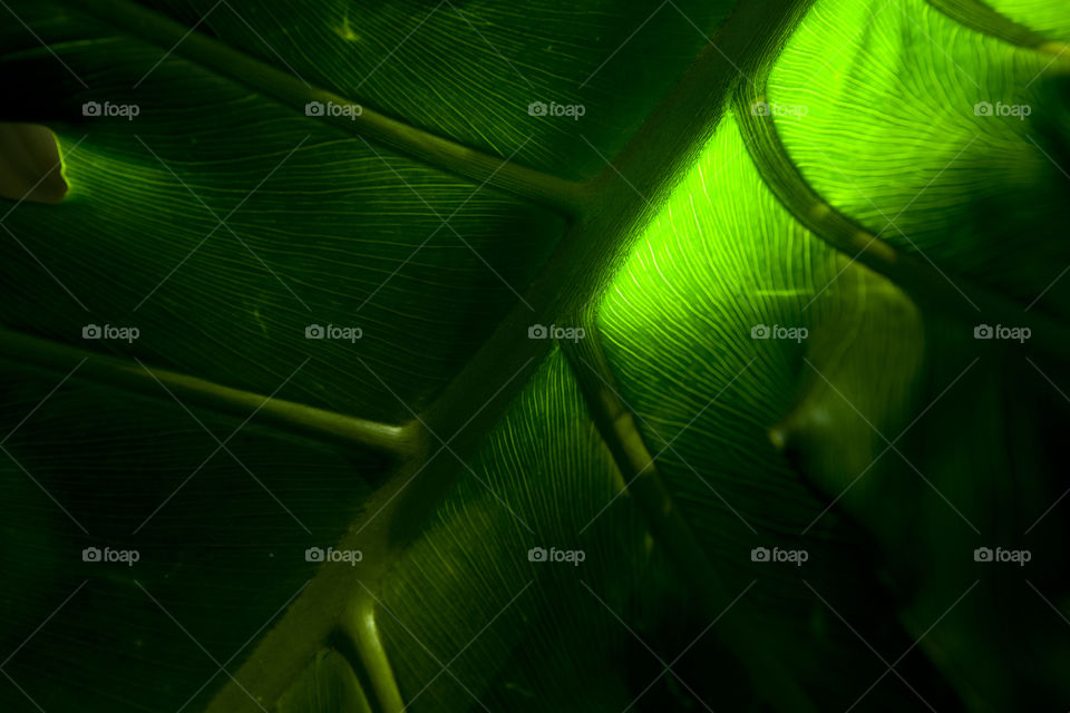 Illuminated leaves of exotic plants on the Canary Islands.