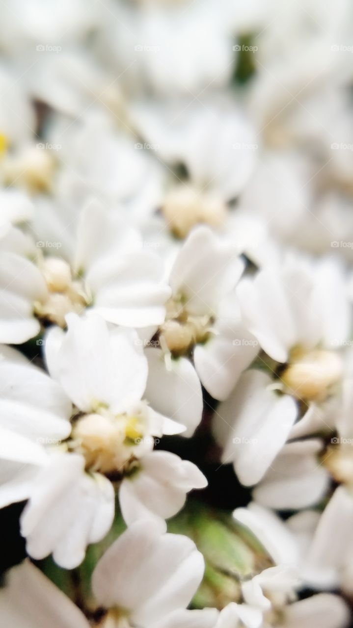 Tiny White Flowers