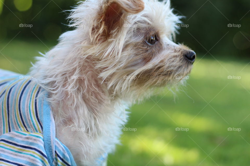 My beautiful yorkshire terrier!