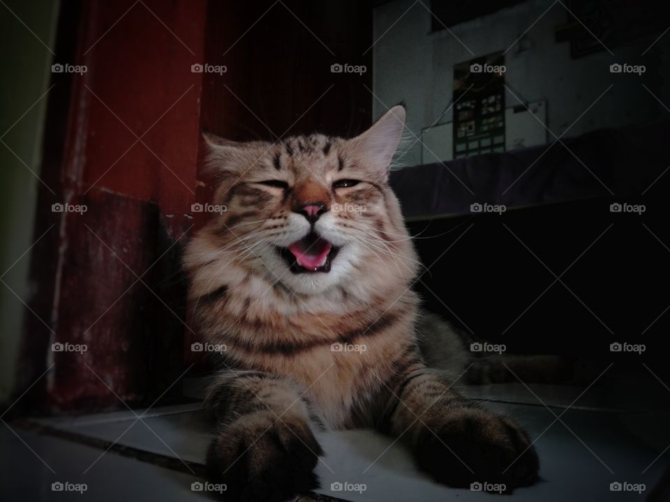 laughing cat, the cat laugh, happy cat expression