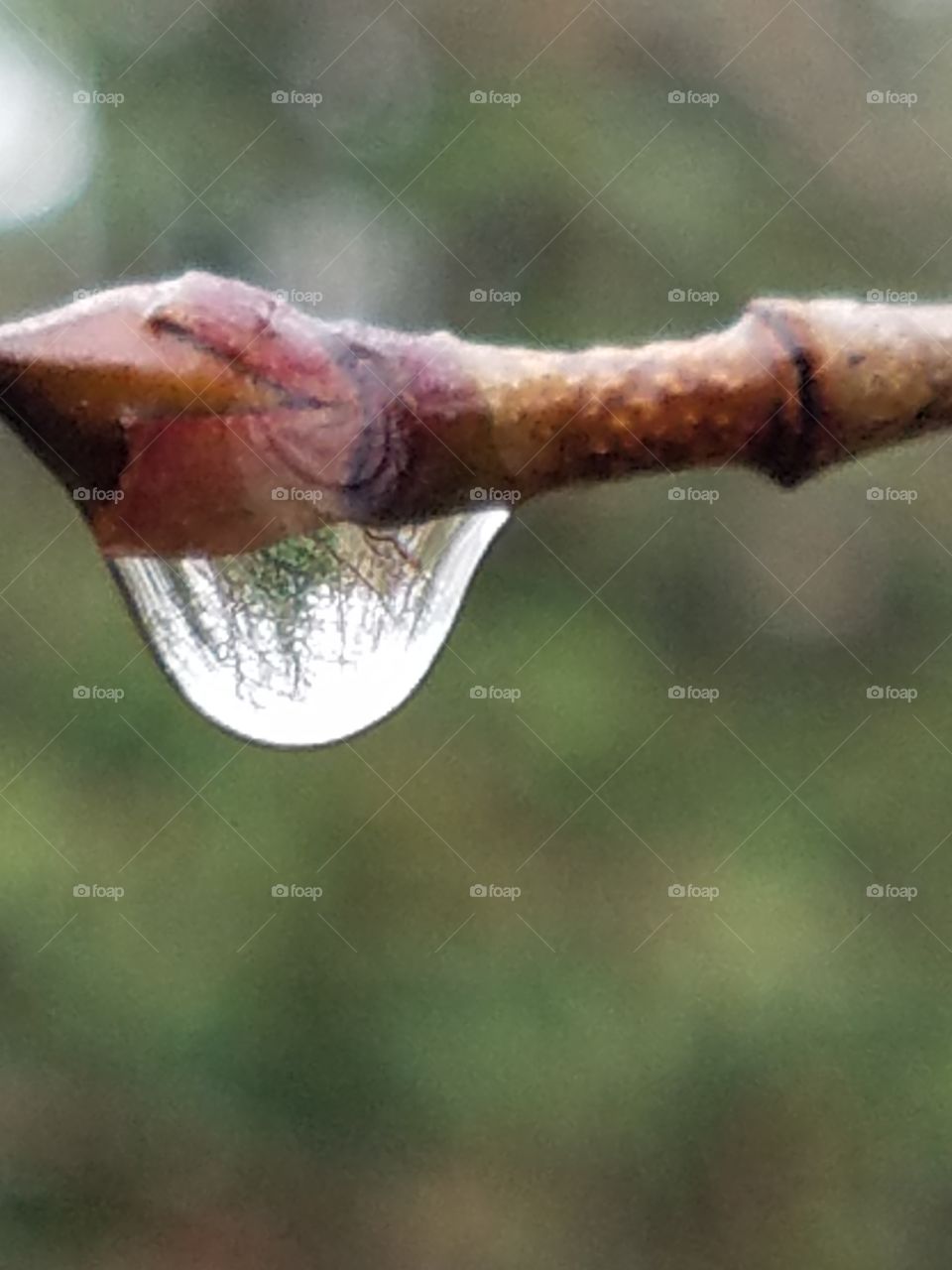 spring showers bring droplets and reflections