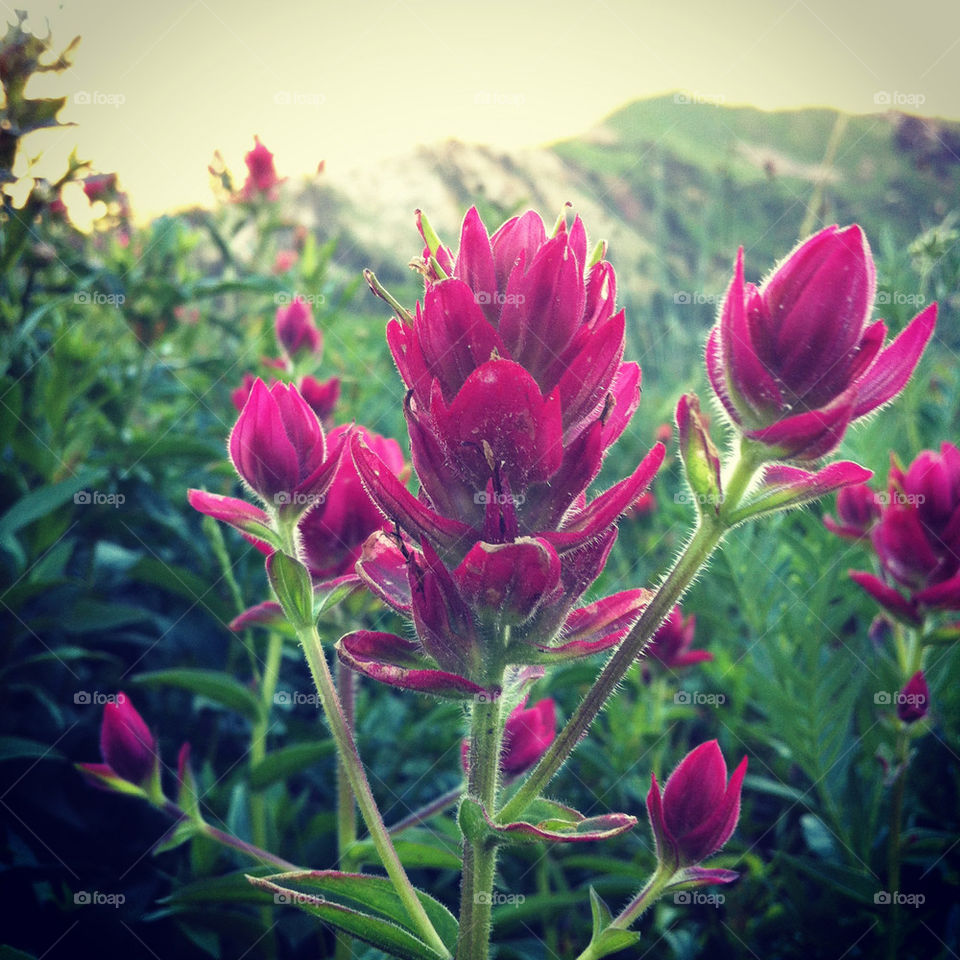 nature pink mountains hike by lmtrent