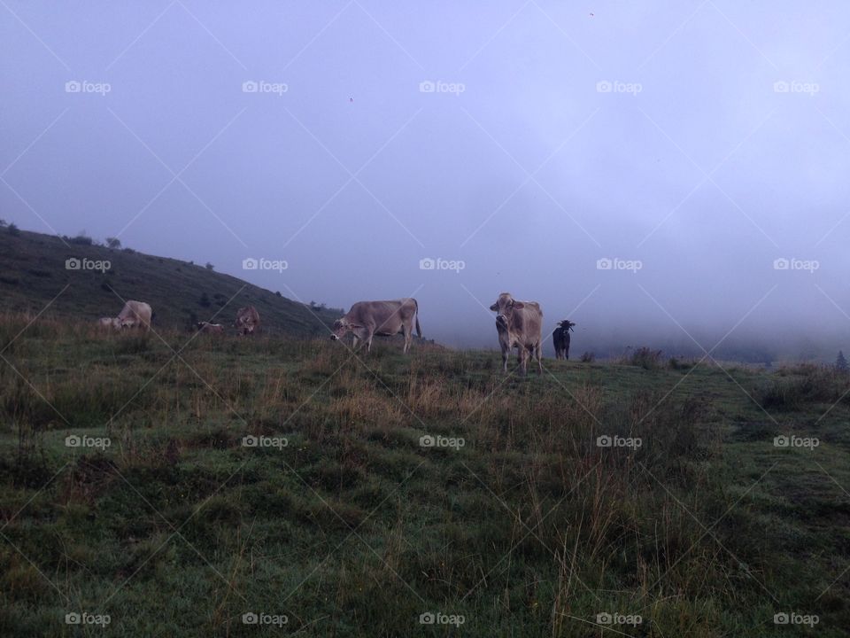 Landscape, Mammal, No Person, Grassland, Travel