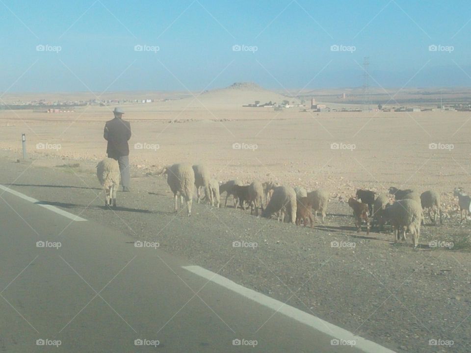 A man walking with sheeps.