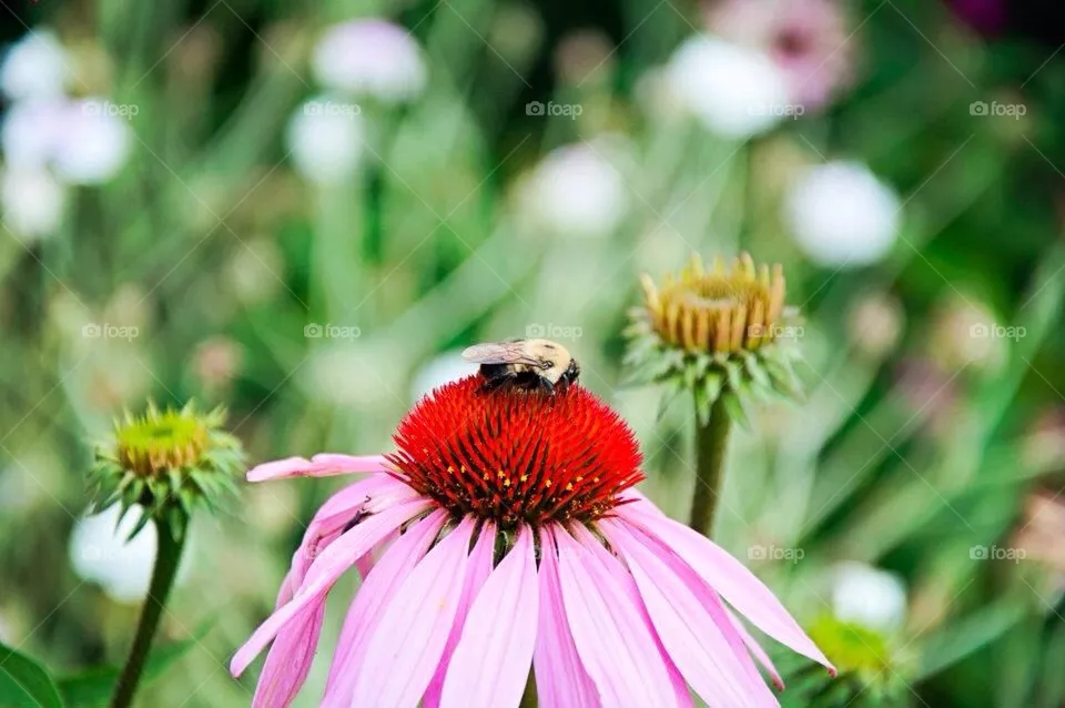 Bee