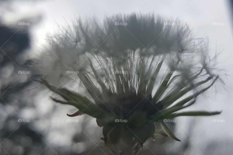 Dandelion petals