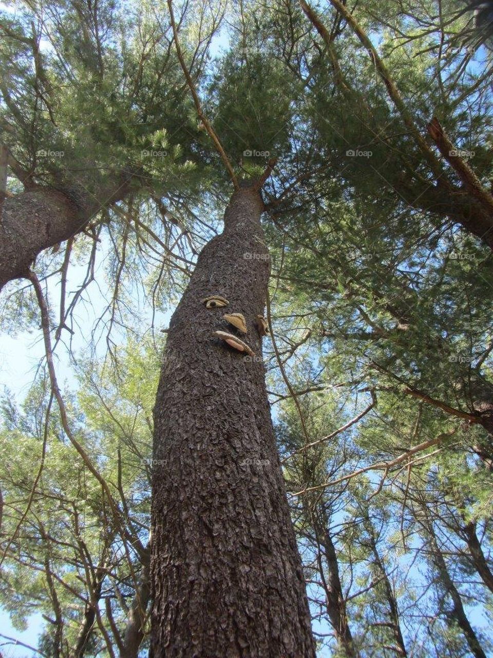 FACE IN THE WOODS