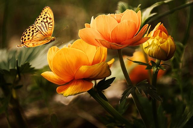 spring blooming flowers